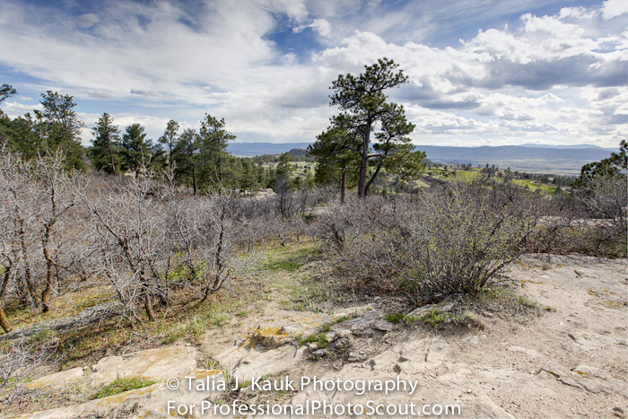 Daniels_Park_Sedalia_CO_May_2014_12