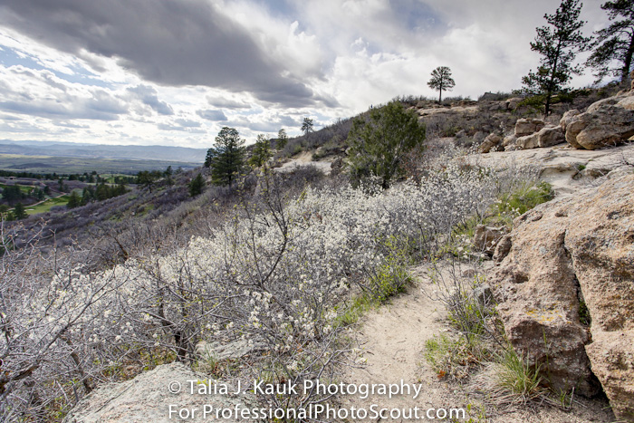 Daniels_Park_Sedalia_CO_May_2014_29