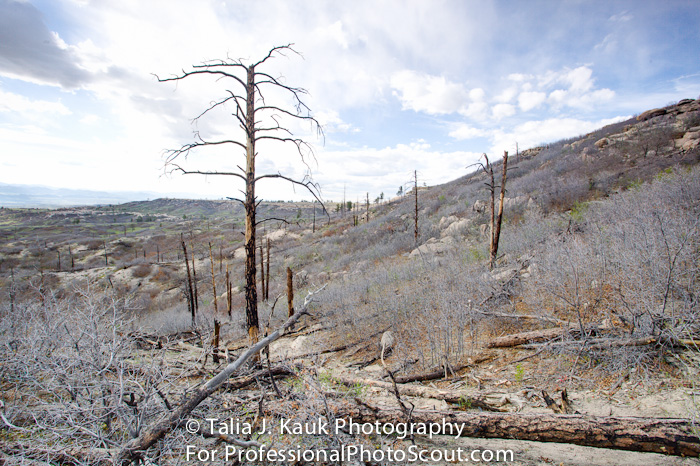 Daniels_Park_Sedalia_CO_May_2014_50