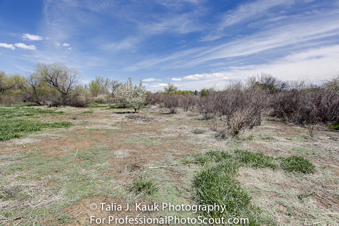 Hutchinson_Park_April_2014_9